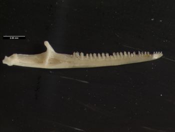 Media type: image;   Herpetology R-93354